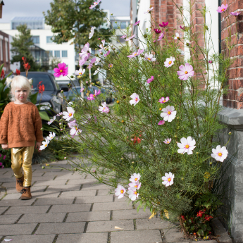 Win een geveltuin met Zo Groen